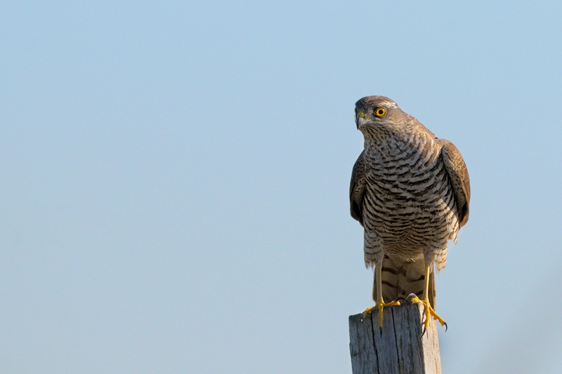 Sparviero  ( Accipiter nisus)